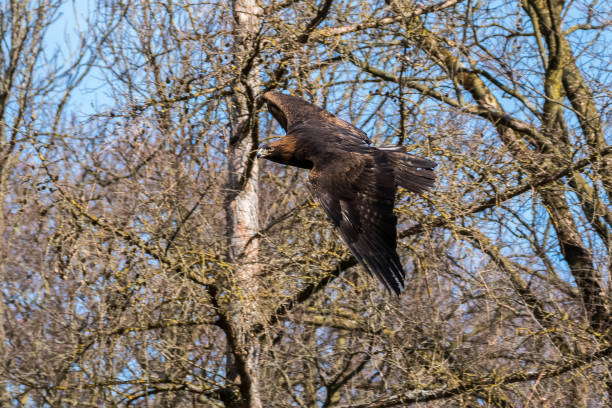 istock Golden eagle, Aquila chrysaetos sitting on a branch 1156696871