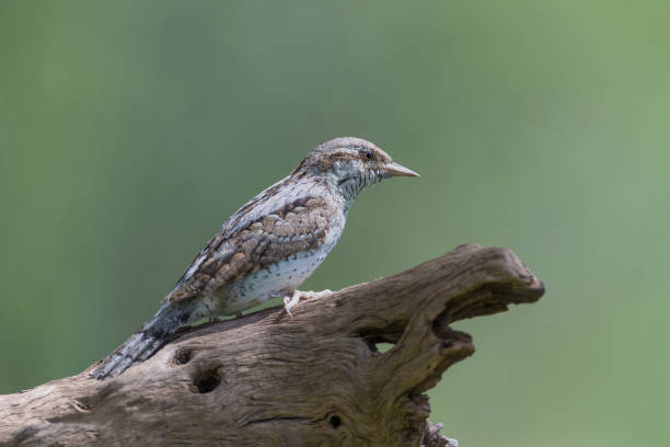 istock The Eurasian wryneck (Jynx torquilla) 1156697551