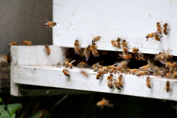 istock Urban apiary supports honey bees 1156697755