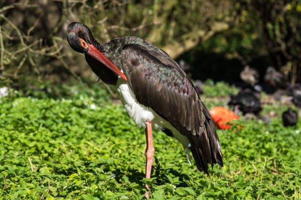 The Black stork, Ciconia nigra is a large bird in the stork family Ciconiidae.