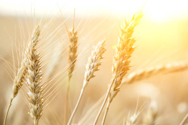 istock Wheat field. Rural scenery under shining sunlight 1156700834