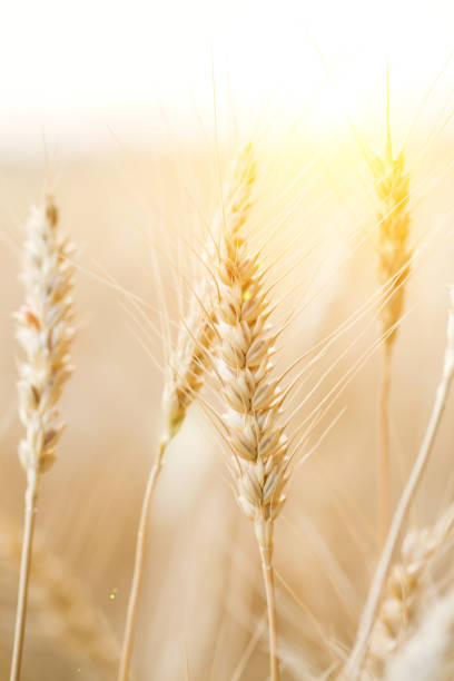 istock Wheat closeup with background of yellow field. 1156700843