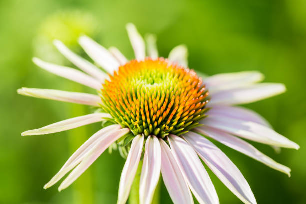 istock Echinacea flowers in garden. Beautiful summer flower 1156700918