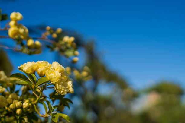 small yellow roses flowers