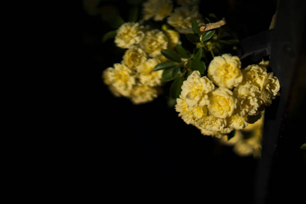 small yellow roses flowers