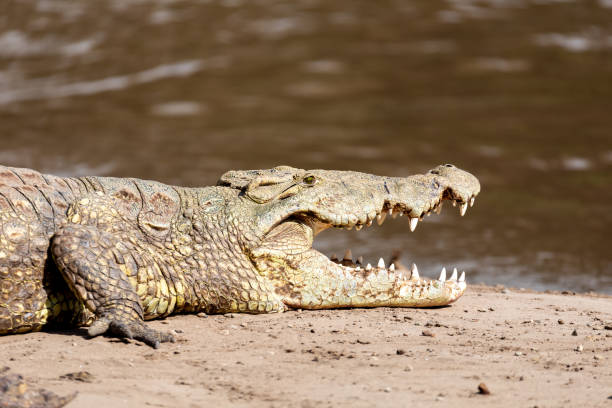 istock big nile crocodile, Awash Falls Ethiopia 1156701976