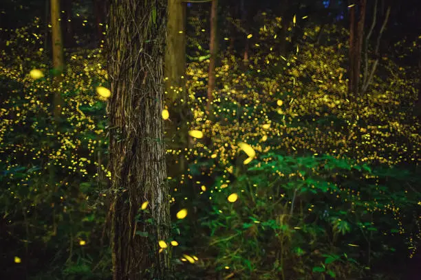 Fireflies glowing above a river in the forest at night