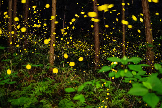 istock Fireflies glowing in the forest at night 1156702284