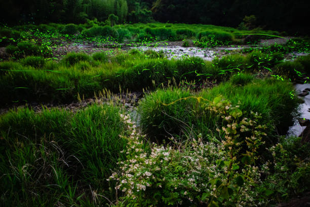 Fireflies glowing above a river in the forest at night