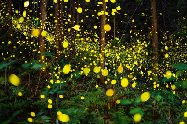 istock Fireflies glowing in the forest at night 1156702289