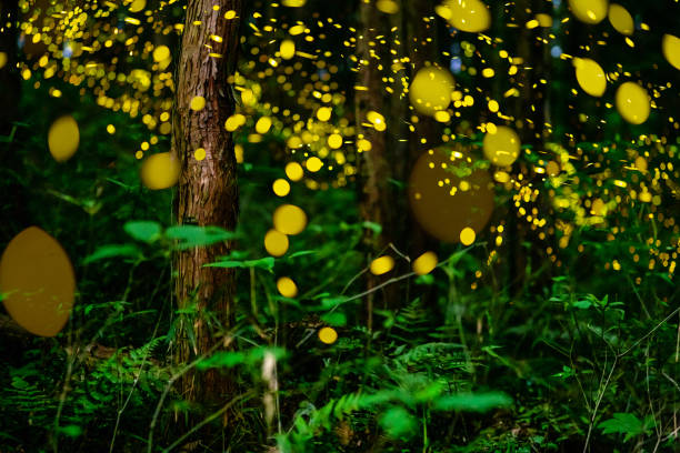 istock Fireflies glowing in the forest at night 1156702298