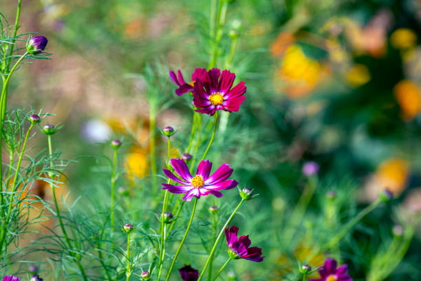 Flowers in Garden
