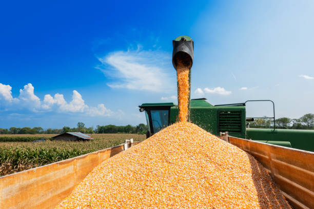 corn grains falling form combine harvesting in the truck with blue sky - tractor agricultural machinery agriculture commercial land vehicle imagens e fotografias de stock