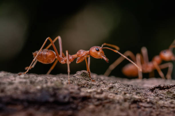 hormiga roja en la naturaleza, macro tiro, hormigas son un trabajo en equipo de trabajo animal - symbiotic relationship fotos fotografías e imágenes de stock
