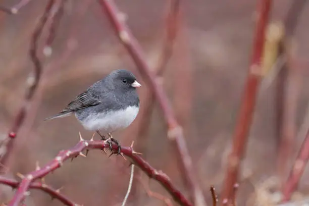 A photo of slate-colored Dark Eyed Junco on rose colored thorn bush.