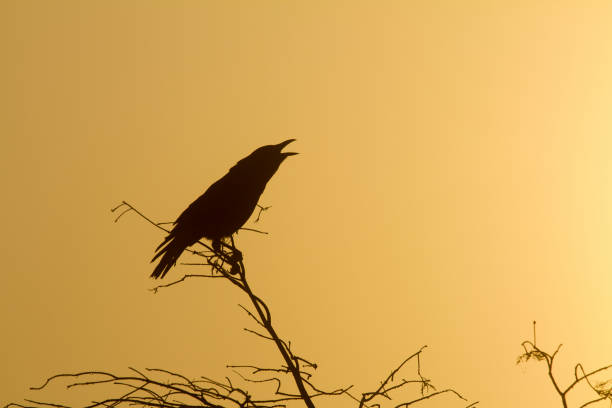istock Silhouette of a Crow 1156703564