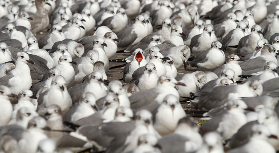 Laughing Gulls, commonly called seagulls, hanging out together. One laughing full, mid frame, is making a funny face as he opens his mouth, showing his tongue.