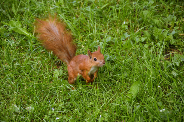 istock Jumping squirrels in Lviv Park 1156703654