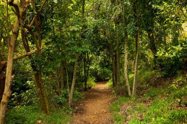 Path in "Los Tilos de Moya", Gran Cananrias