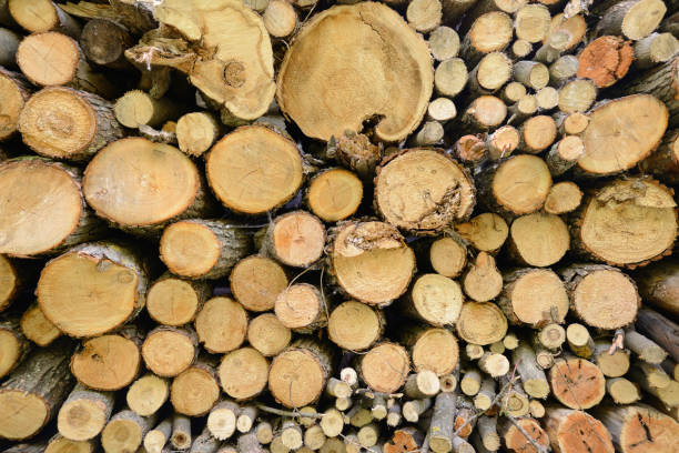 old firewood with round cuts of logs - wood circular saw dirty old imagens e fotografias de stock