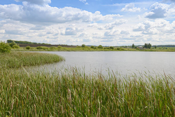 istock Summer landscape with overgrown reeds lake, fields, forests and blue sky with clouds 1156704091
