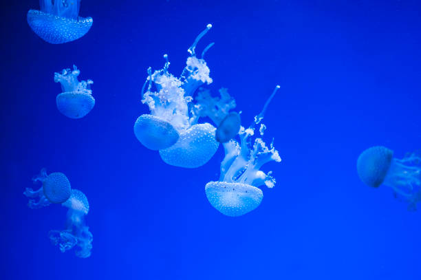 istock Beautiful jellyfish close up. 1156704180