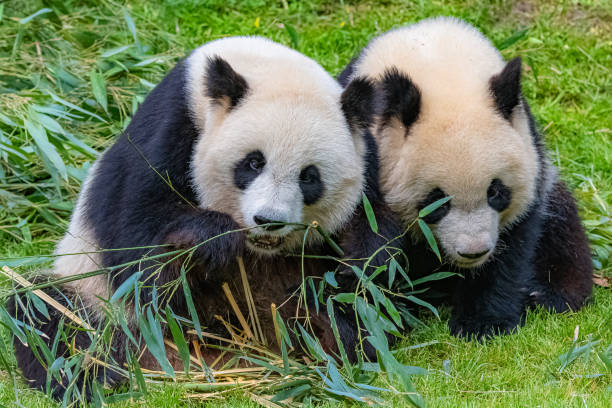 istock Panda, the mother and its young 1156707198