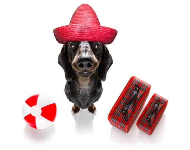 istock summer vacation holiday dog 1156707236