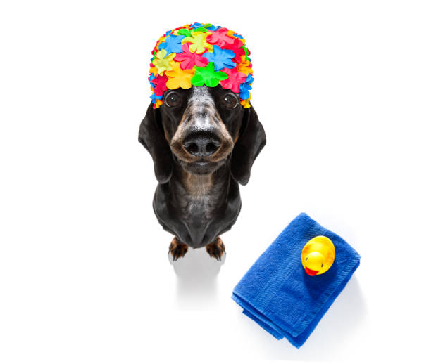 istock summer vacation holiday dog 1156707263