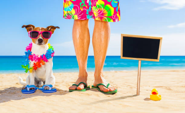 istock dog and owner  summer holidays 1156707492