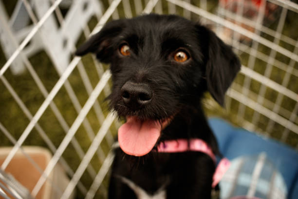 Rescued dog A female dog stands looking at the camera with her tongue out, She has beautiful hazel eyes. pet adoption photos stock pictures, royalty-free photos & images