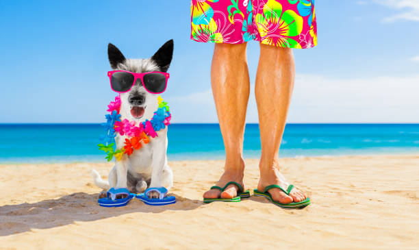 istock dog and owner  summer holidays 1156708034