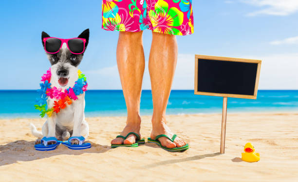 istock dog and owner  summer holidays 1156708070