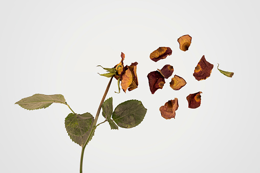 Studio shot of a dried flame-colored rose torn into pieces, with its dried petals flying away.\n\nA wilted rose signifies that a love is over, including self-love, or that some precious is lost. The symbol has been used to symbolise abuse, trauma and mental disorders.