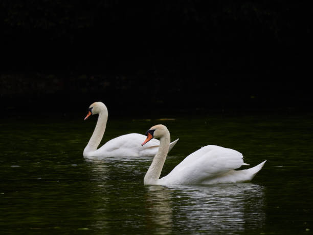 istock Two Mute Swans swimming together on a lake 1156710453