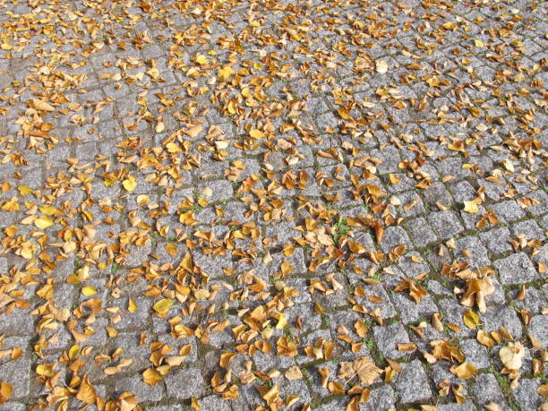 Autumn leaves on paving stones - Herbstblätter auf Pflastersteinen