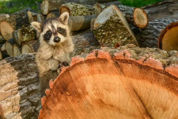 A baby Raccoon loses her home and family when trees are cut for fire wood.