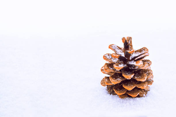 雪の中の松ぼっくり。 - brown pine cone seed plant ストックフォトと画像