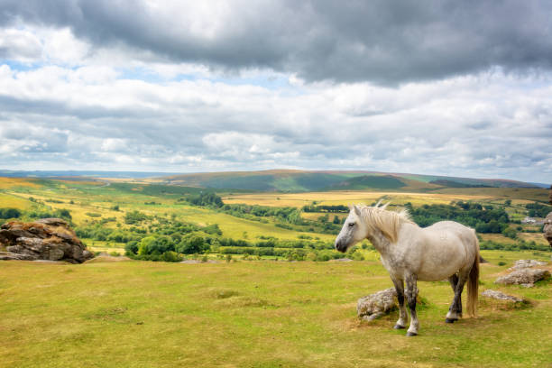 istock Dartmoor Pony near Saddle Tor, Dartmoor, Devon, UK 1156712026