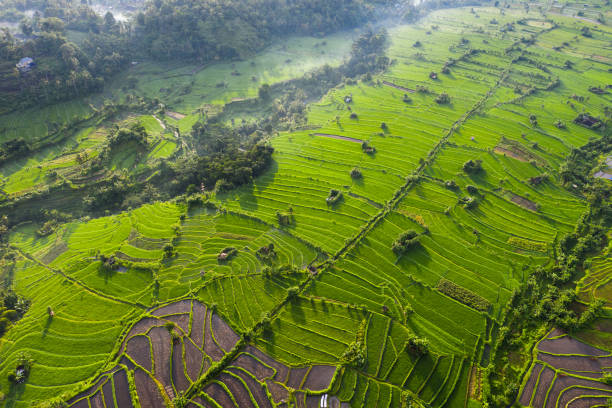 istock Bali - sunrise on rice Terraces 1156712113