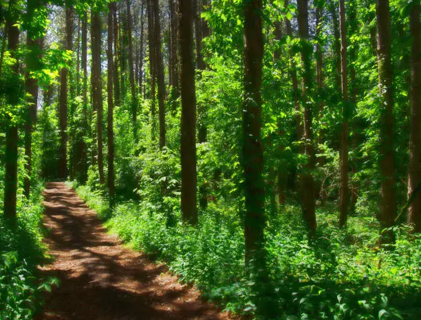 Photo of Path through a forest