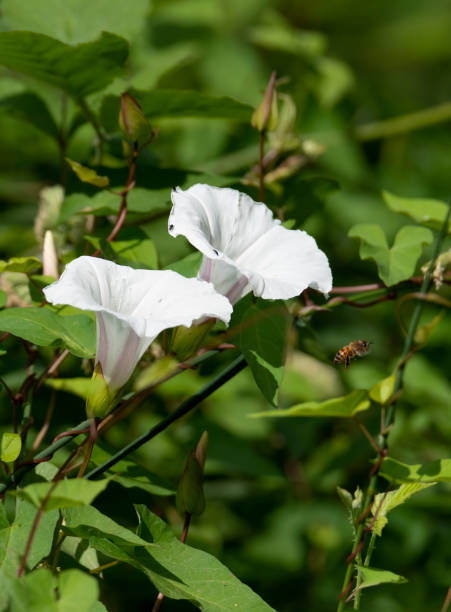 istock Japanese false bindweed or Calystegia hederacea, evergreen shrubs 1156713589