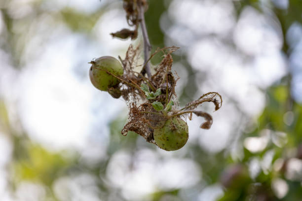 caterpillar nest op een appelboom - rups van de meriansborstel stockfoto's en -beelden