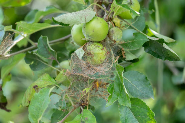 caterpillar nest on an apple tree caterpillar nest on an apple tree caterpillar's nest stock pictures, royalty-free photos & images