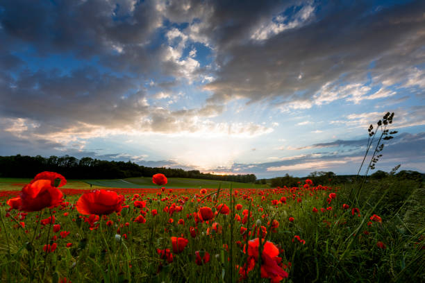 istock Blooming poppy field (Papaver rhoeas) at sunset 1156714531