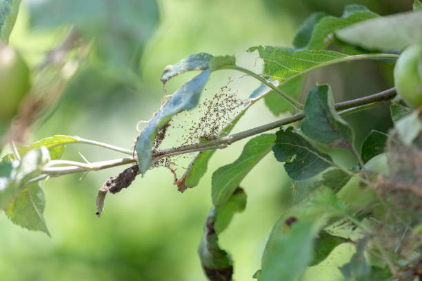 caterpillar nest op een appelboom - rups van de meriansborstel stockfoto's en -beelden