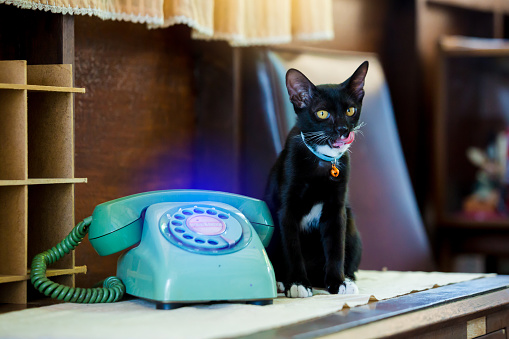 Teléfono giratorio retro sobre mesa de madera y gato negro sentado sobre mesa de madera. photo