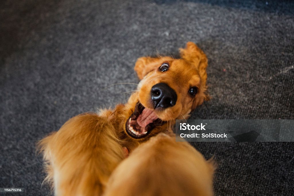 It's Play Time A close-up top down view of a cute cocker spaniel lying on his back playing. Excitement Stock Photo It's Play Time A close-up top down view of a cute cocker spaniel lying on his back playing. Excitement Stock Photo