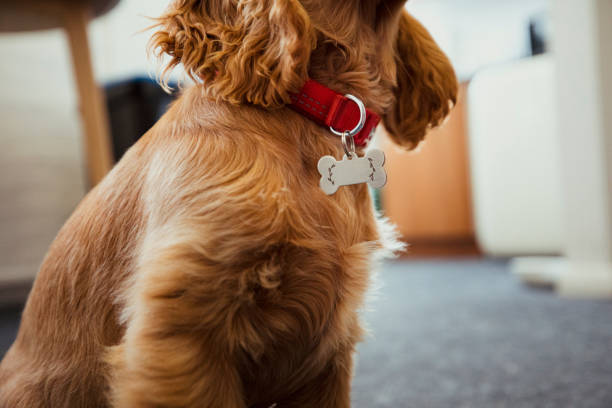 istock Fluffy Red Head Puppy 1156715924