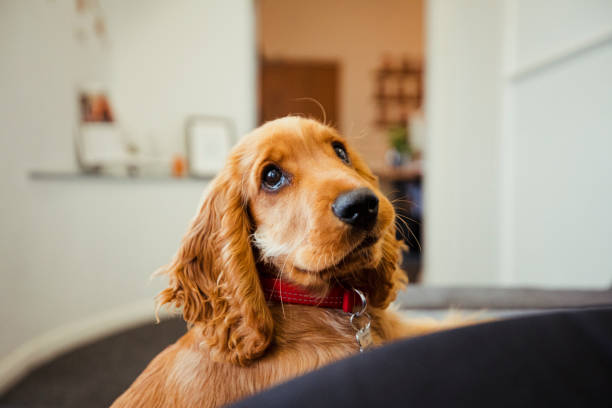 istock Can I Have Another Treat? 1156716004